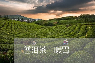 普洱茶 暖胃/2023042959709